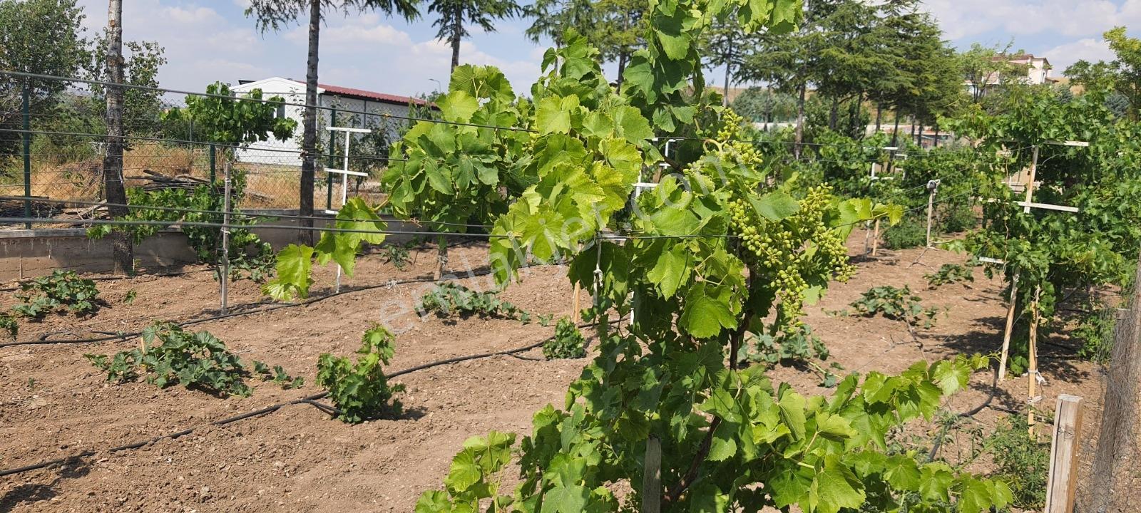 Ahiboz'da 6+2 Villa Yeşillikler İçinde Saklı Bir Cennet — fotoğraf 21