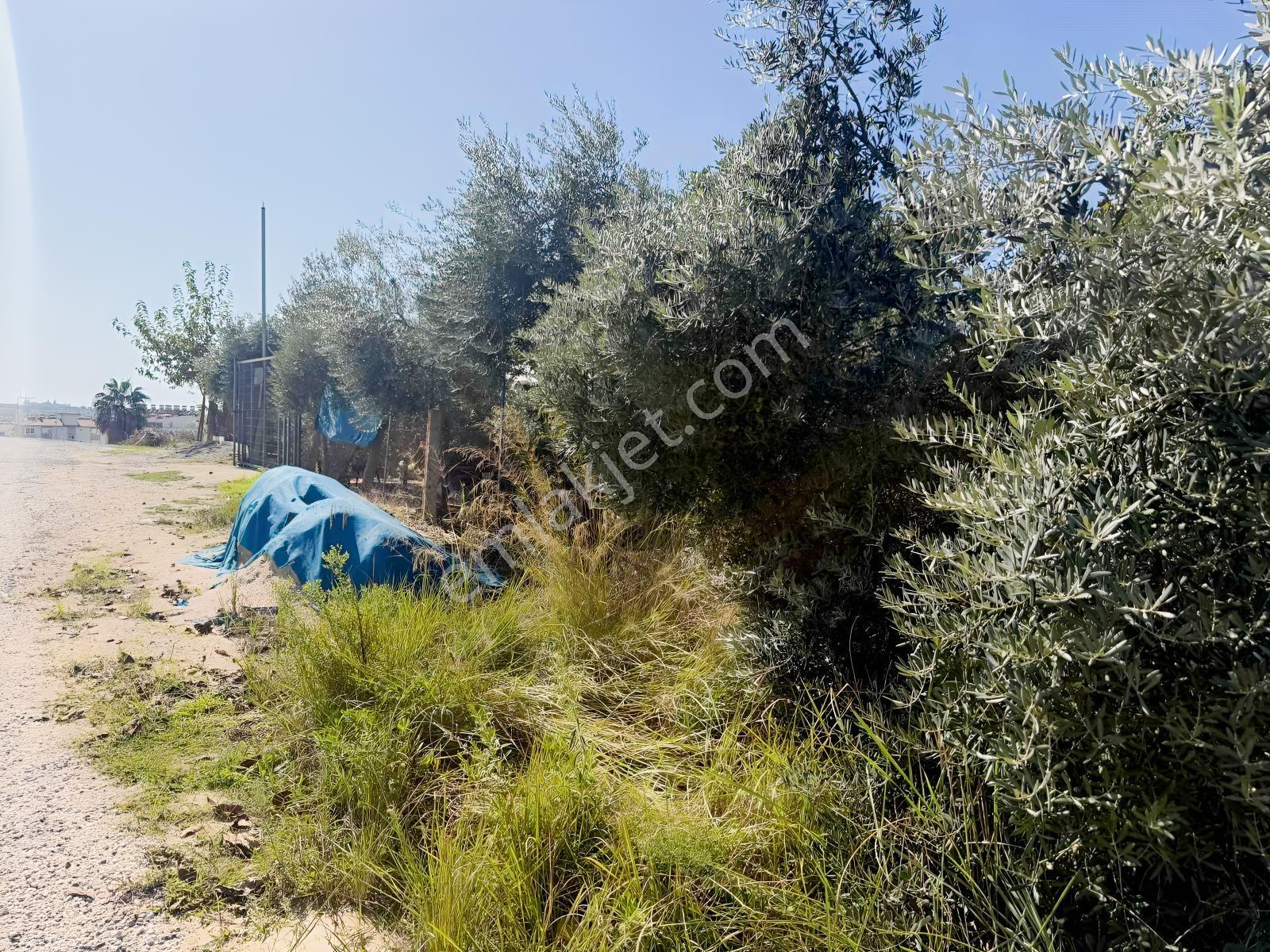 Ilıcada Villalık Harika Arsa — fotoğraf 20