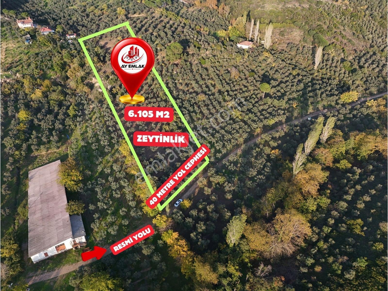 Yalova Armutlu Mecidiyeköyde Satılık 6.105 M² Zeytinlik