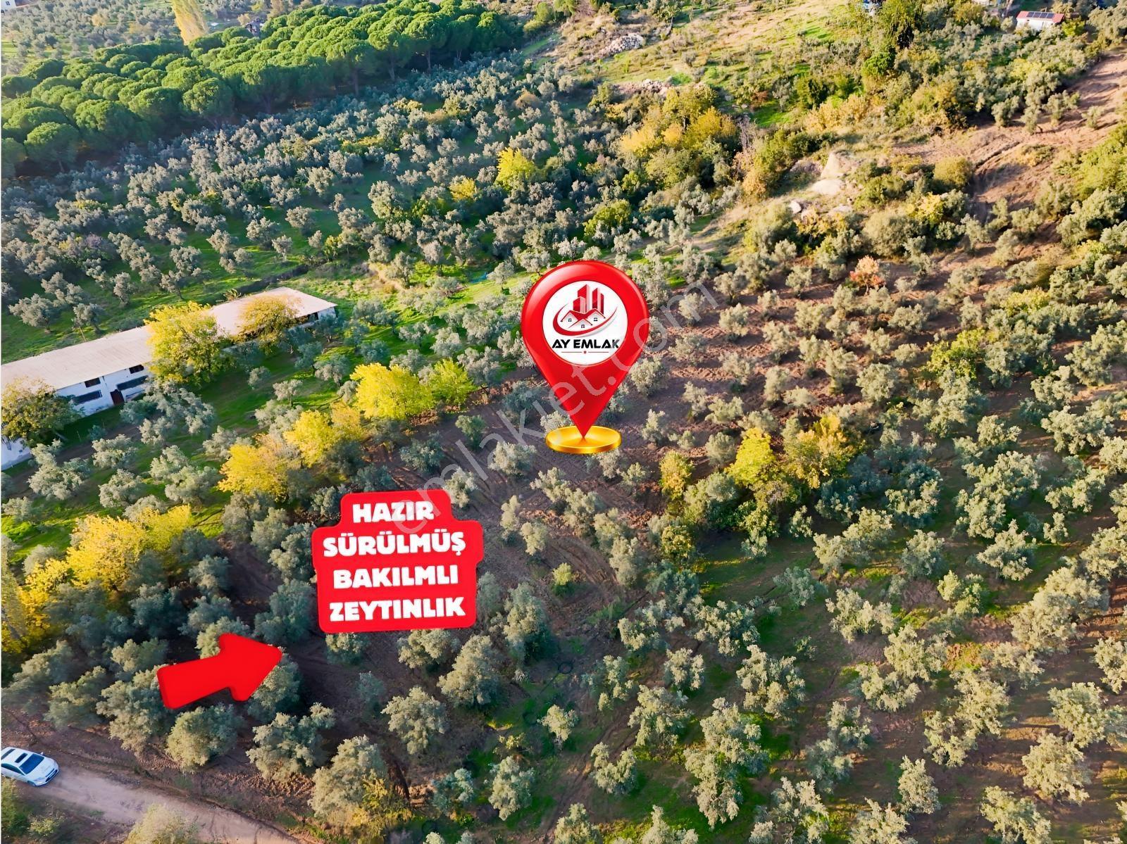 Yalova Armutlu Mecidiyeköyde Satılık 6.105 M² Zeytinlik — fotoğraf 2