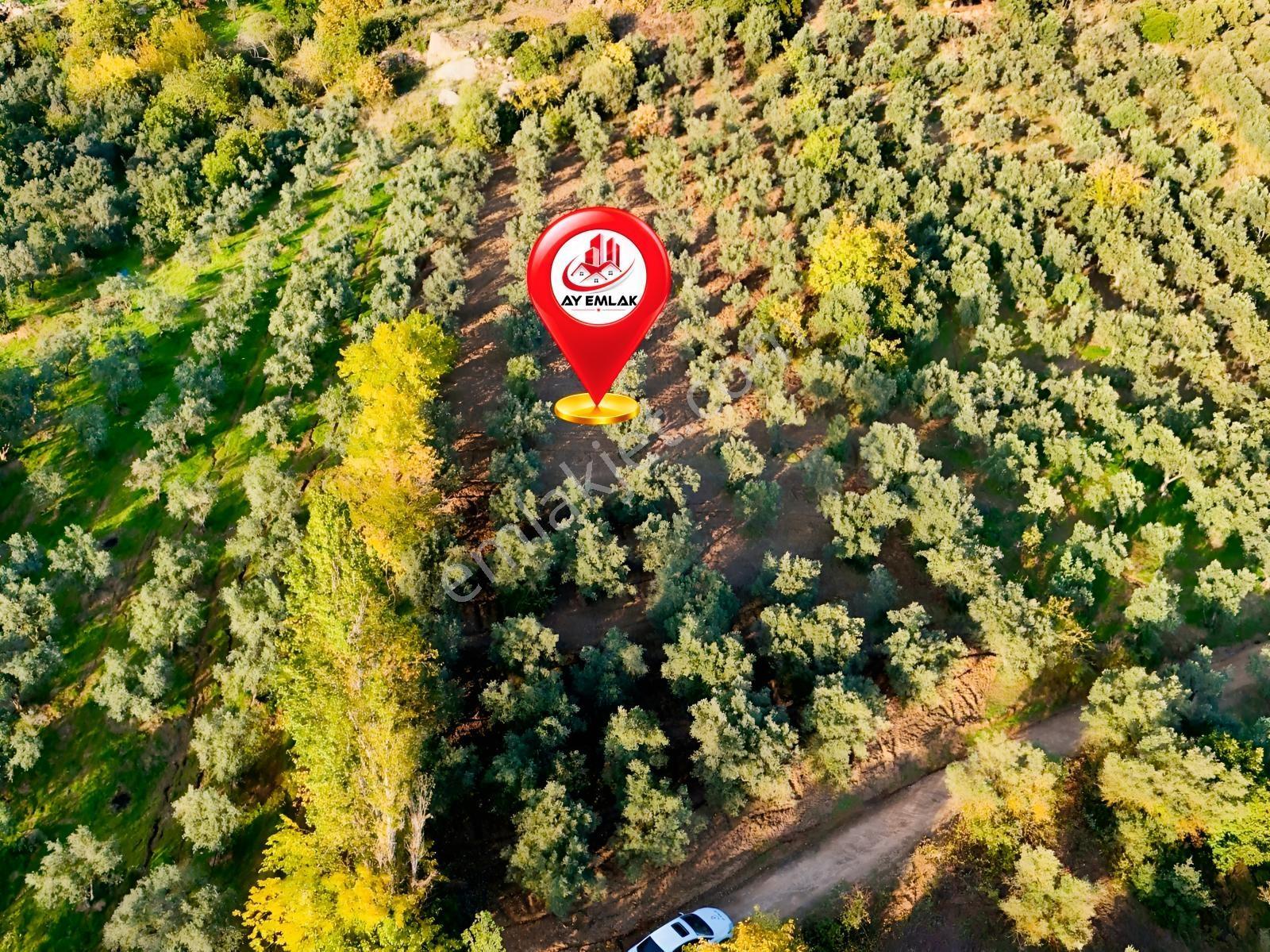 Yalova Armutlu Mecidiyeköyde Satılık 6.105 M² Zeytinlik — fotoğraf 3