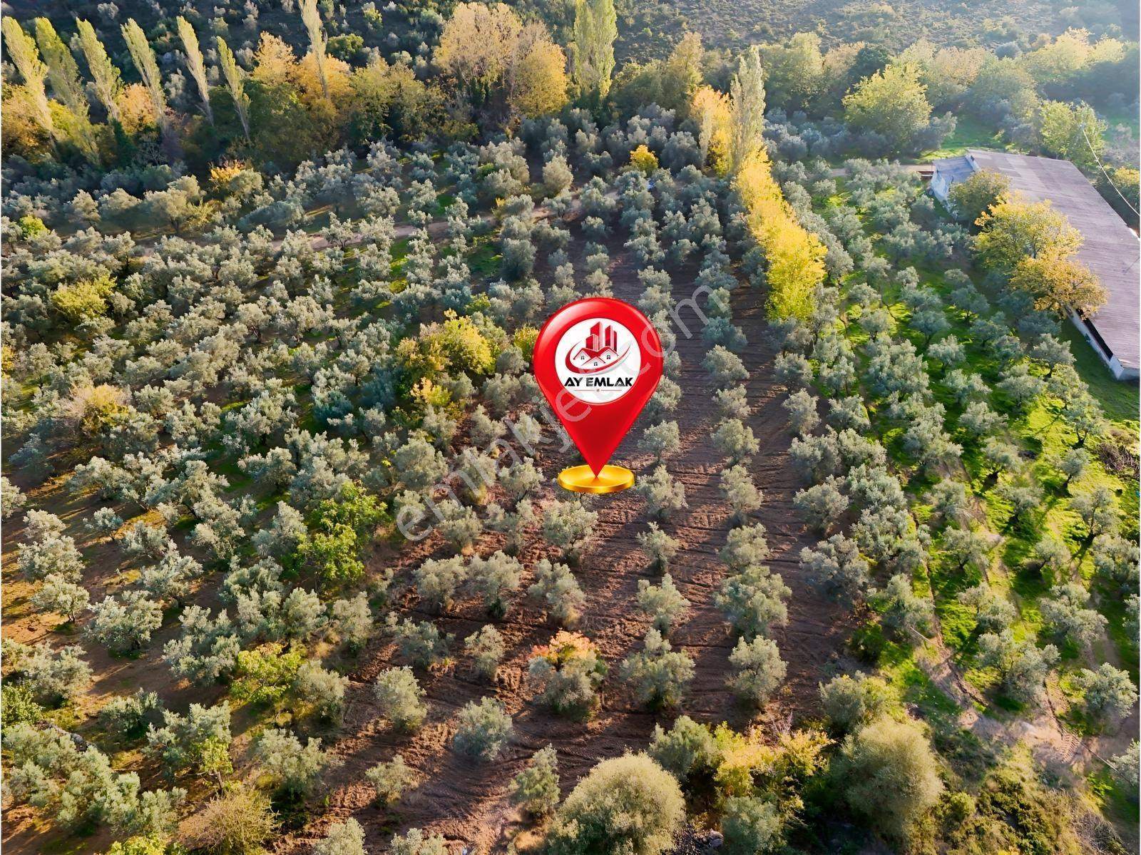 Yalova Armutlu Mecidiyeköyde Satılık 6.105 M² Zeytinlik — fotoğraf 4