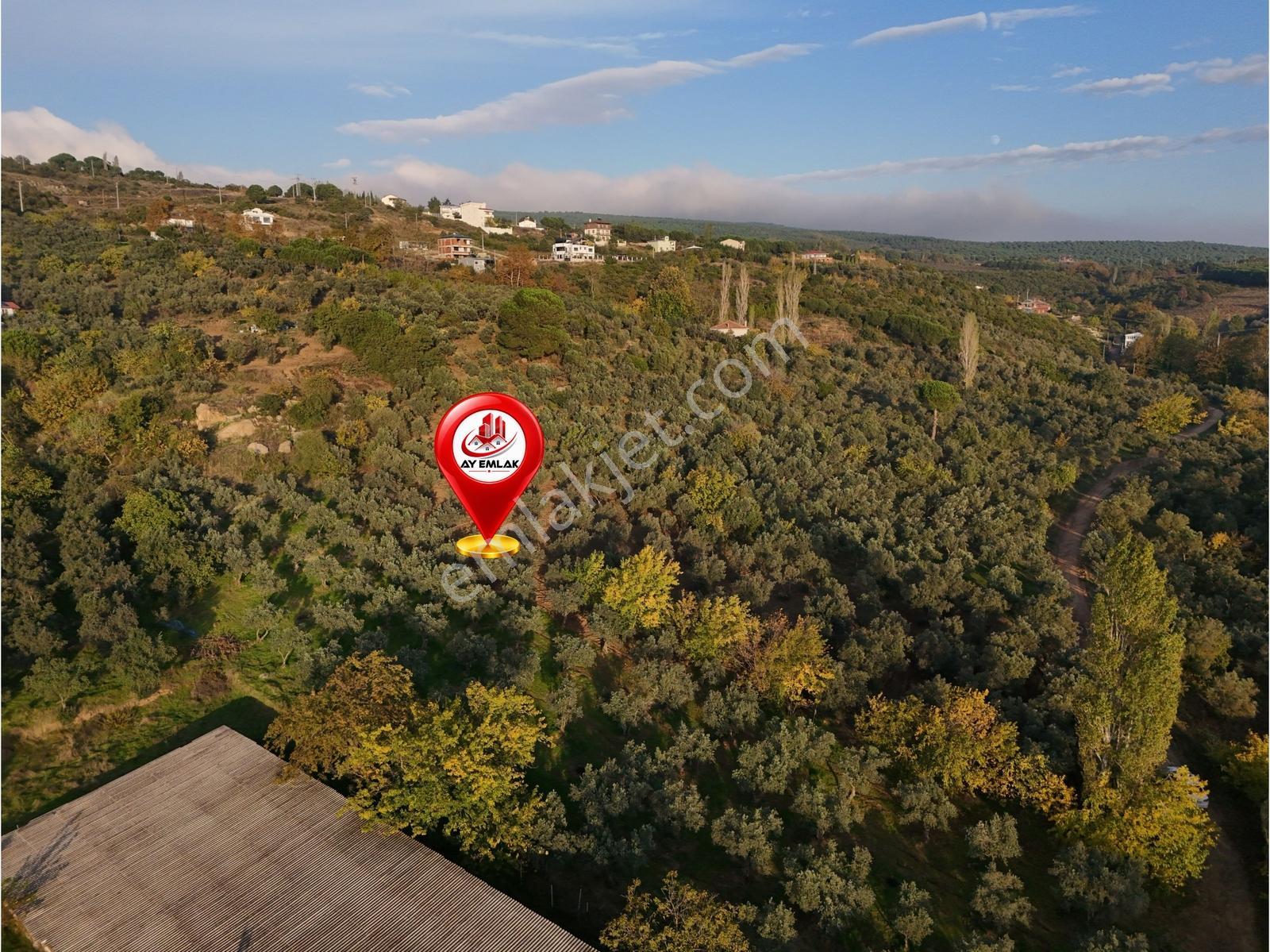 Yalova Armutlu Mecidiyeköyde Satılık 6.105 M² Zeytinlik — fotoğraf 5