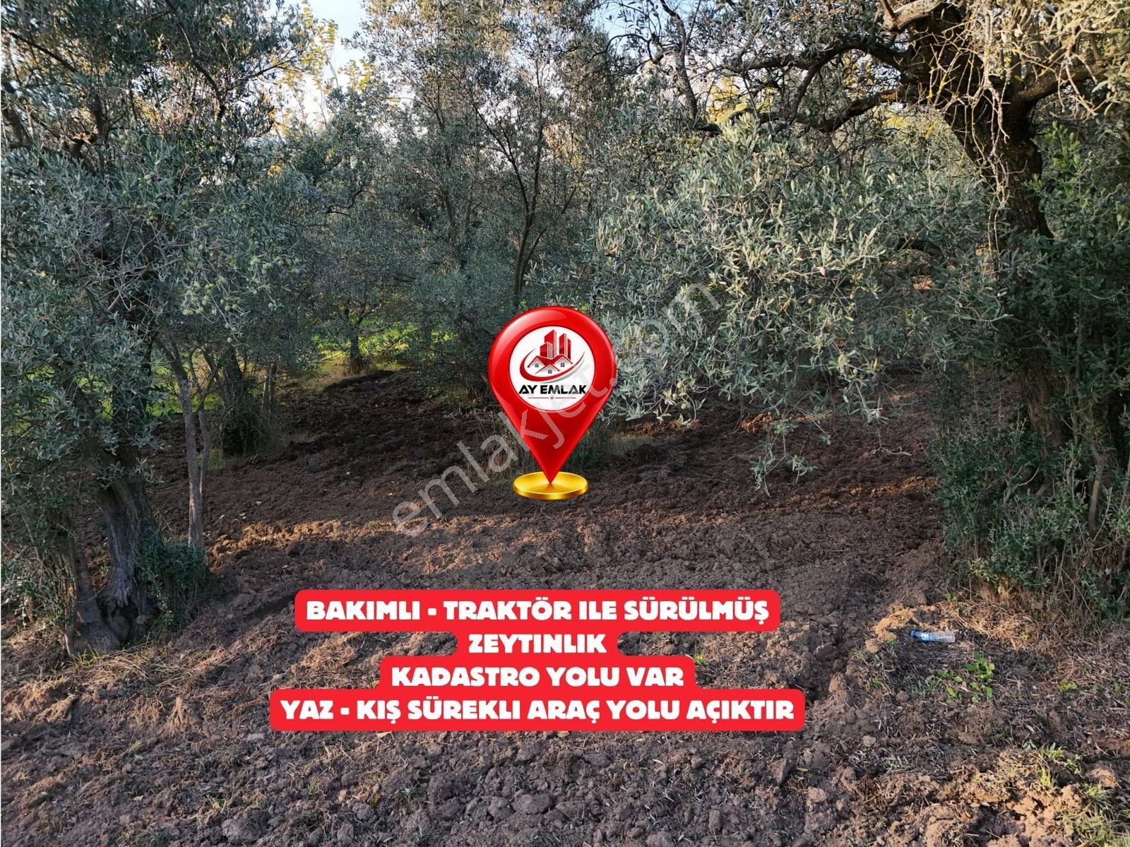 Yalova Armutlu Mecidiyeköyde Satılık 6.105 M² Zeytinlik — fotoğraf 6