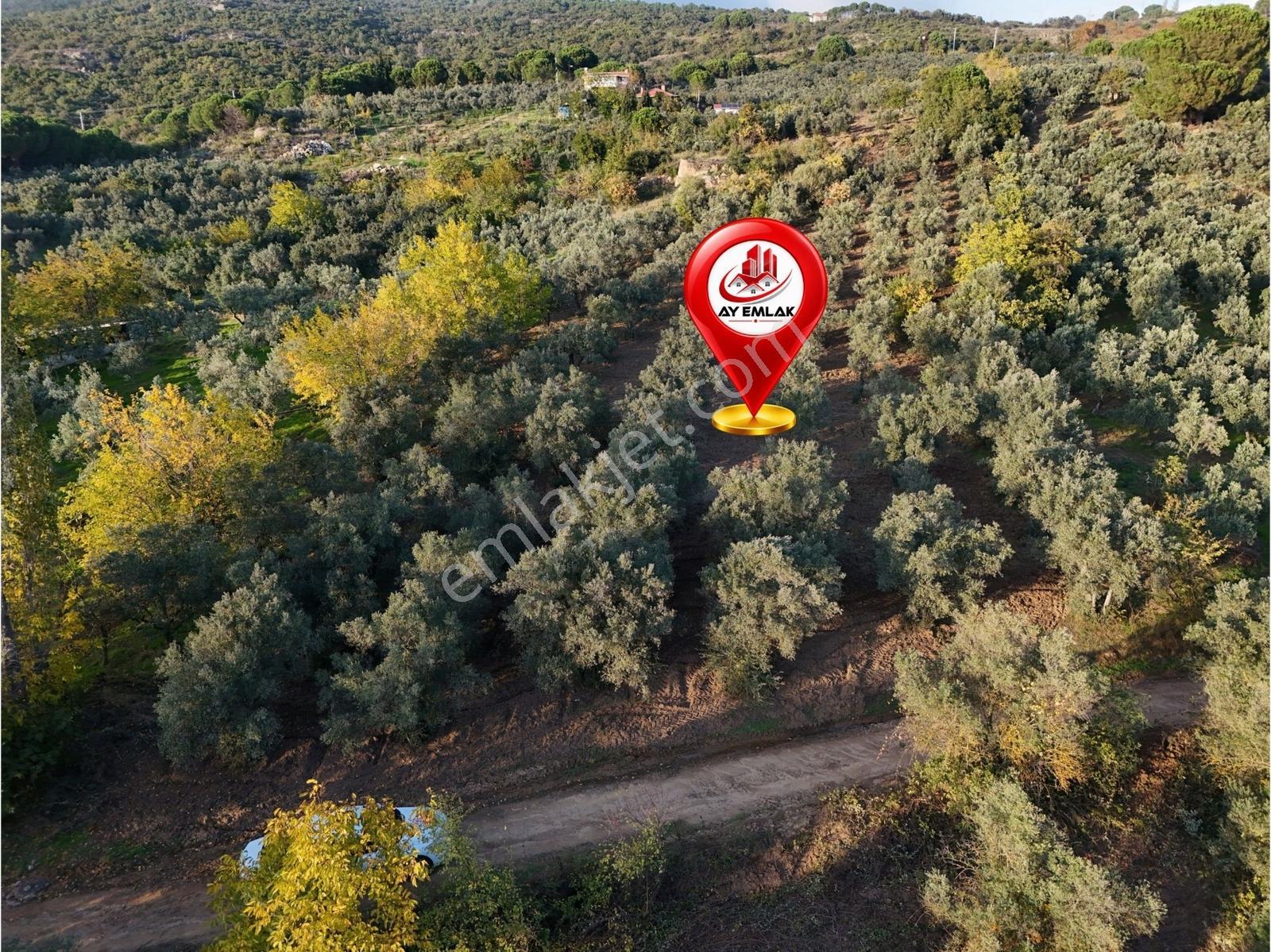 Yalova Armutlu Mecidiyeköyde Satılık 6.105 M² Zeytinlik — fotoğraf 8