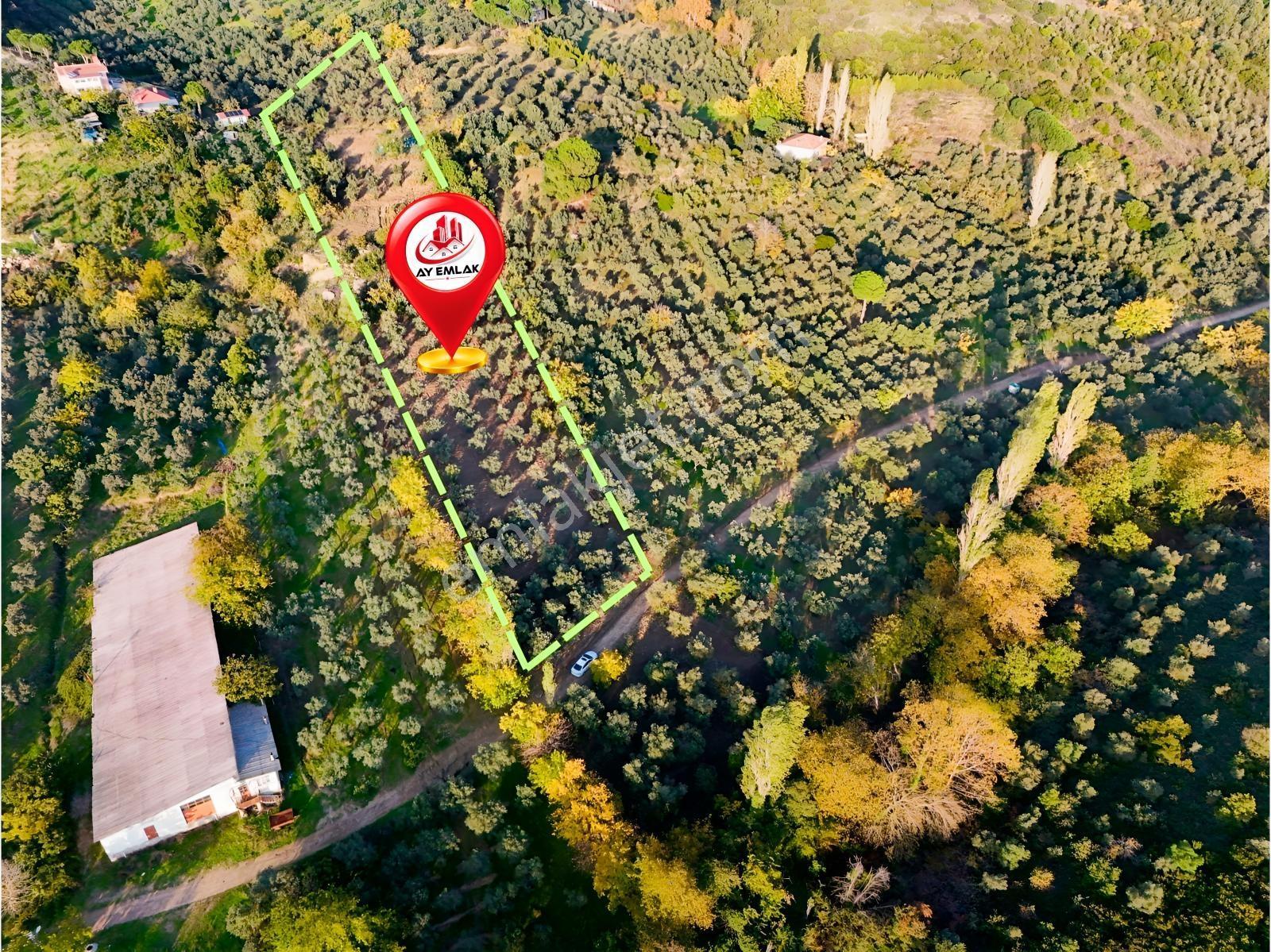 Yalova Armutlu Mecidiyeköyde Satılık 6.105 M² Zeytinlik — fotoğraf 9