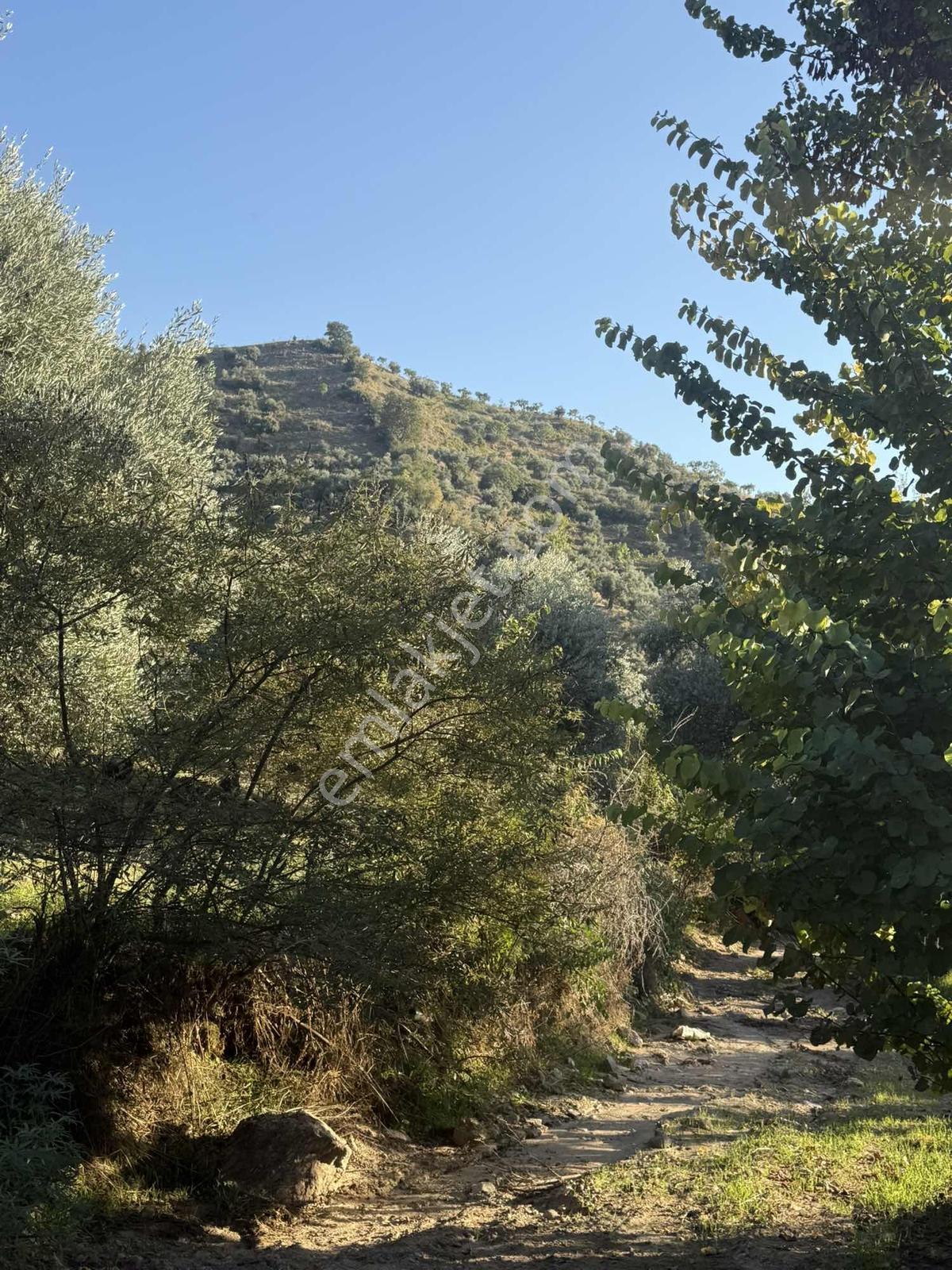 Aydın Efeler Aşağıkayacıkta Satılık İncir Bahçesi&zeytinlik — fotoğraf 3
