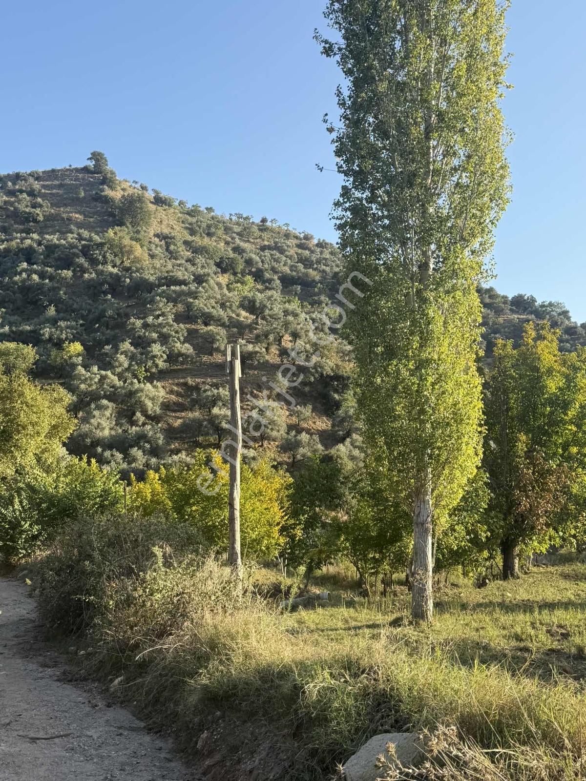 Aydın Efeler Aşağıkayacıkta Satılık İncir Bahçesi&zeytinlik — fotoğraf 6
