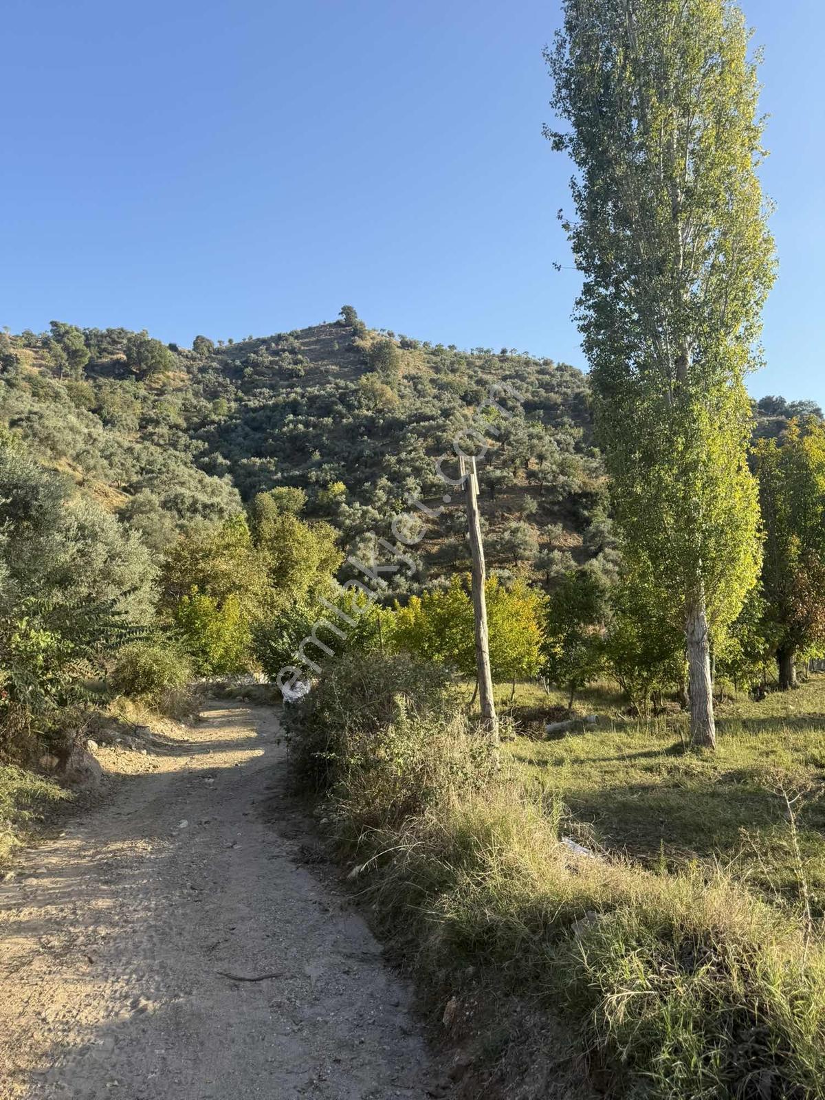 Aydın Efeler Aşağıkayacıkta Satılık İncir Bahçesi&zeytinlik — fotoğraf 10