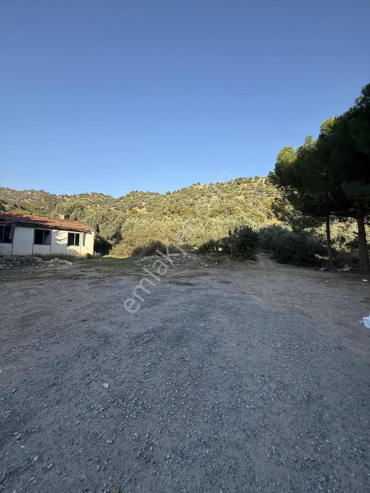 Aydın Efeler Aşağıkayacıkta Satılık İncir Bahçesi&zeytinlik — fotoğraf 15