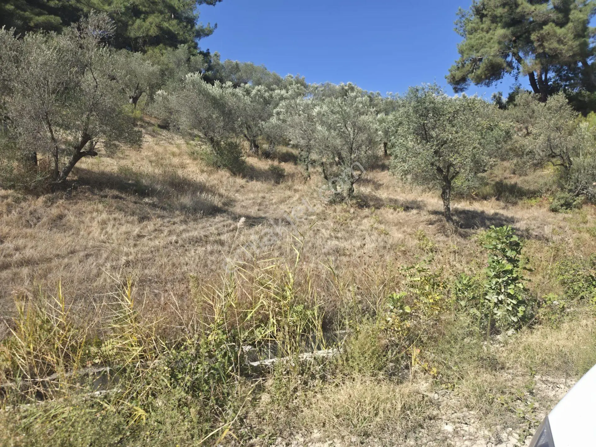 Kırkağaç Bakır'da Doğayla İç İçe 482 M² Satılık Zeytinli Tarla! — fotoğraf 3