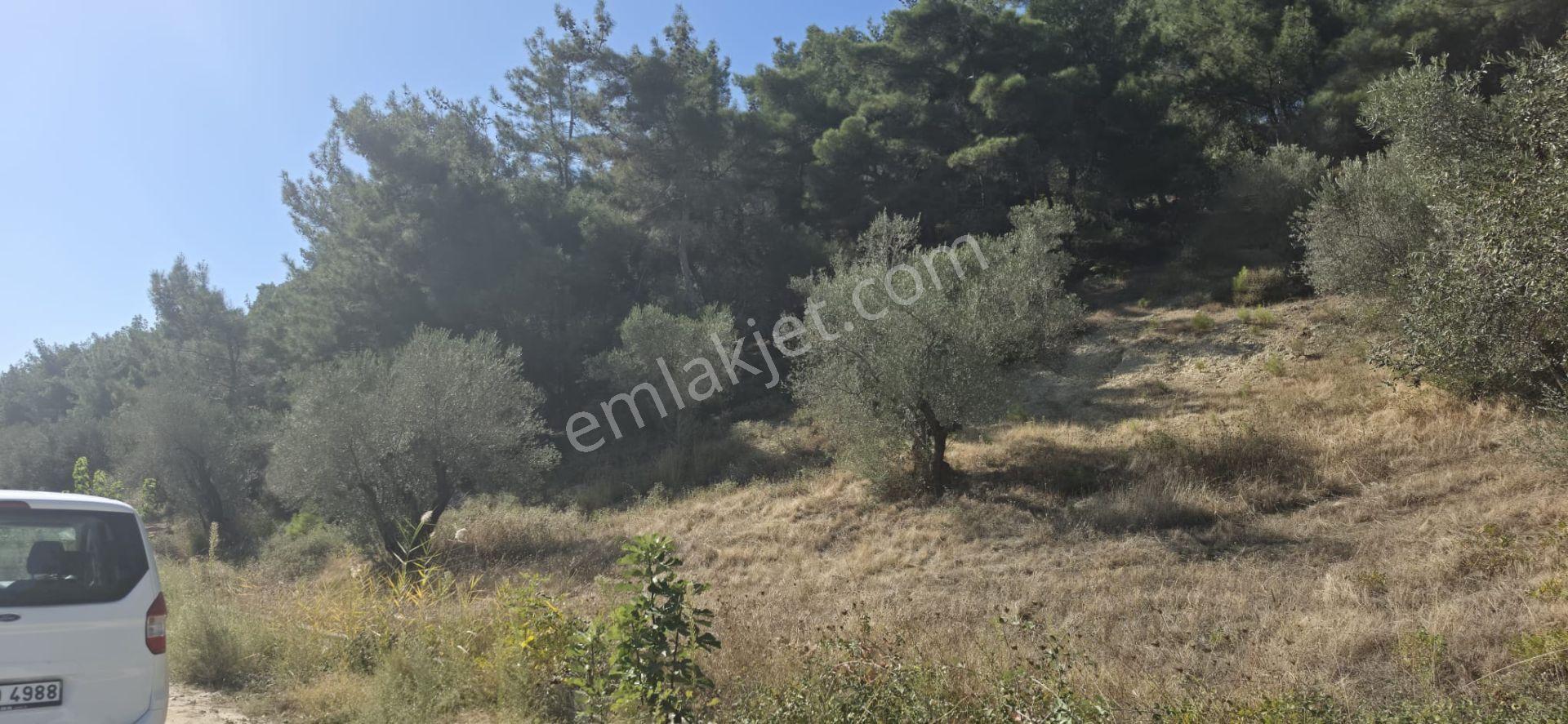 Kırkağaç Bakır'da Doğayla İç İçe 482 M² Satılık Zeytinli Tarla! — fotoğraf 8