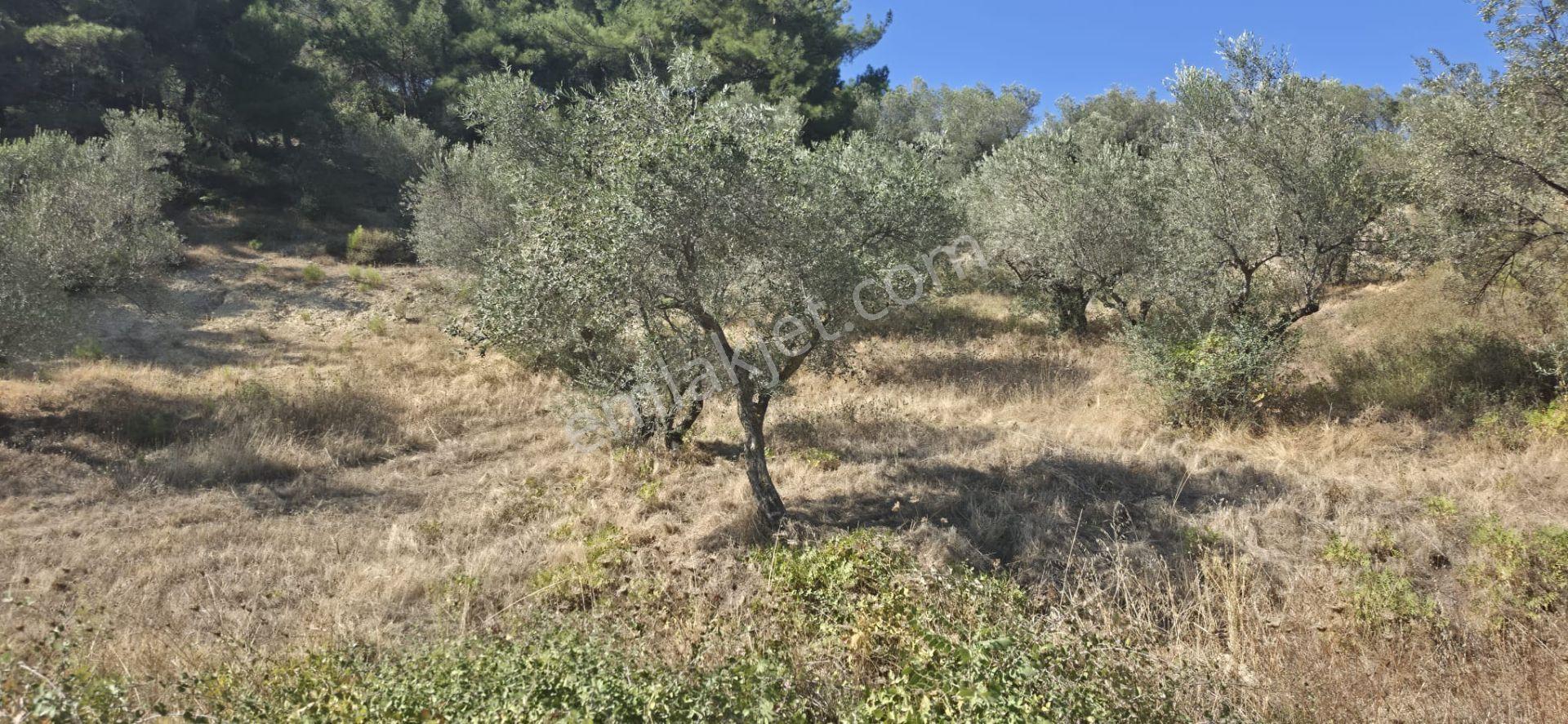 Kırkağaç Bakır'da Doğayla İç İçe 482 M² Satılık Zeytinli Tarla! — fotoğraf 9