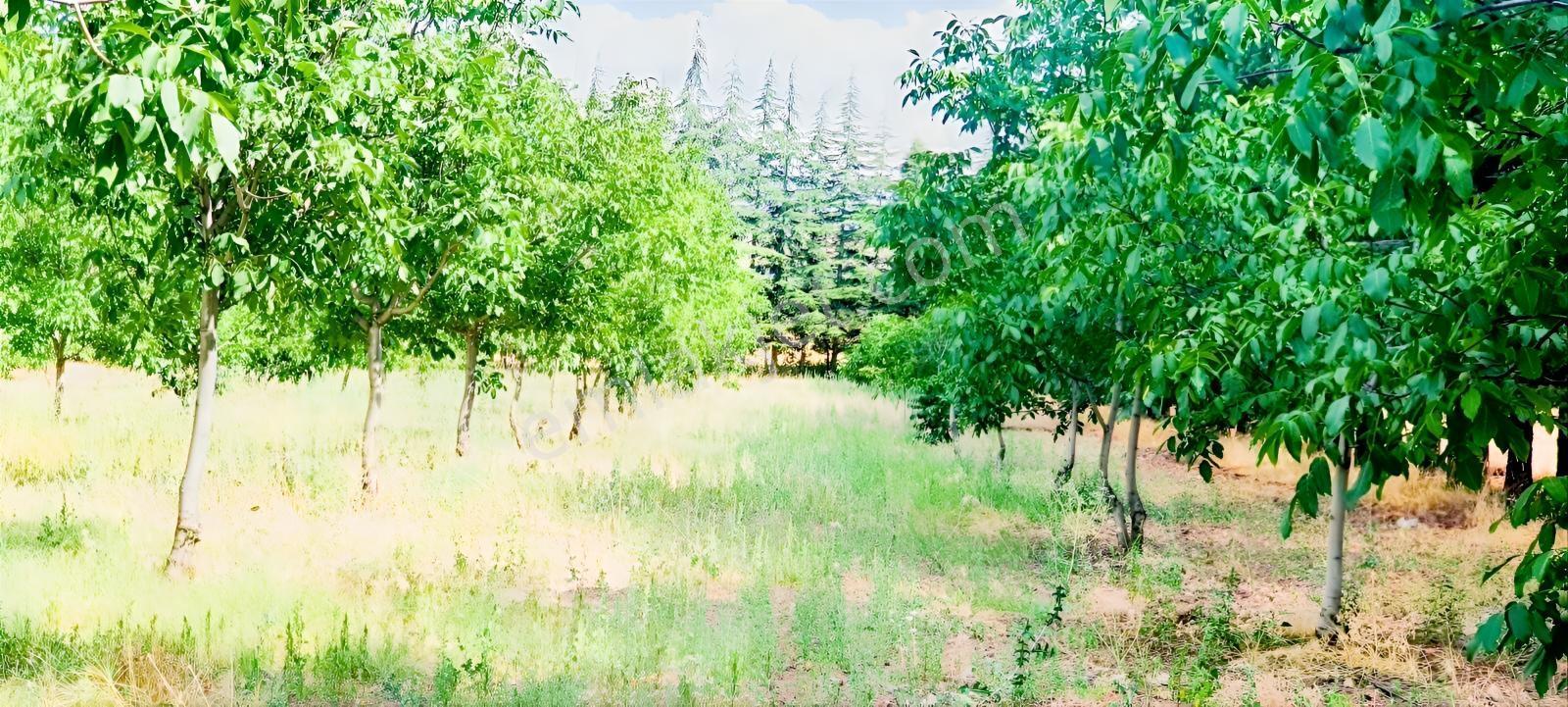 Ceviz Ve Çam Ağaçları Altında Havuzlu Muhteşem 6+2 Villa