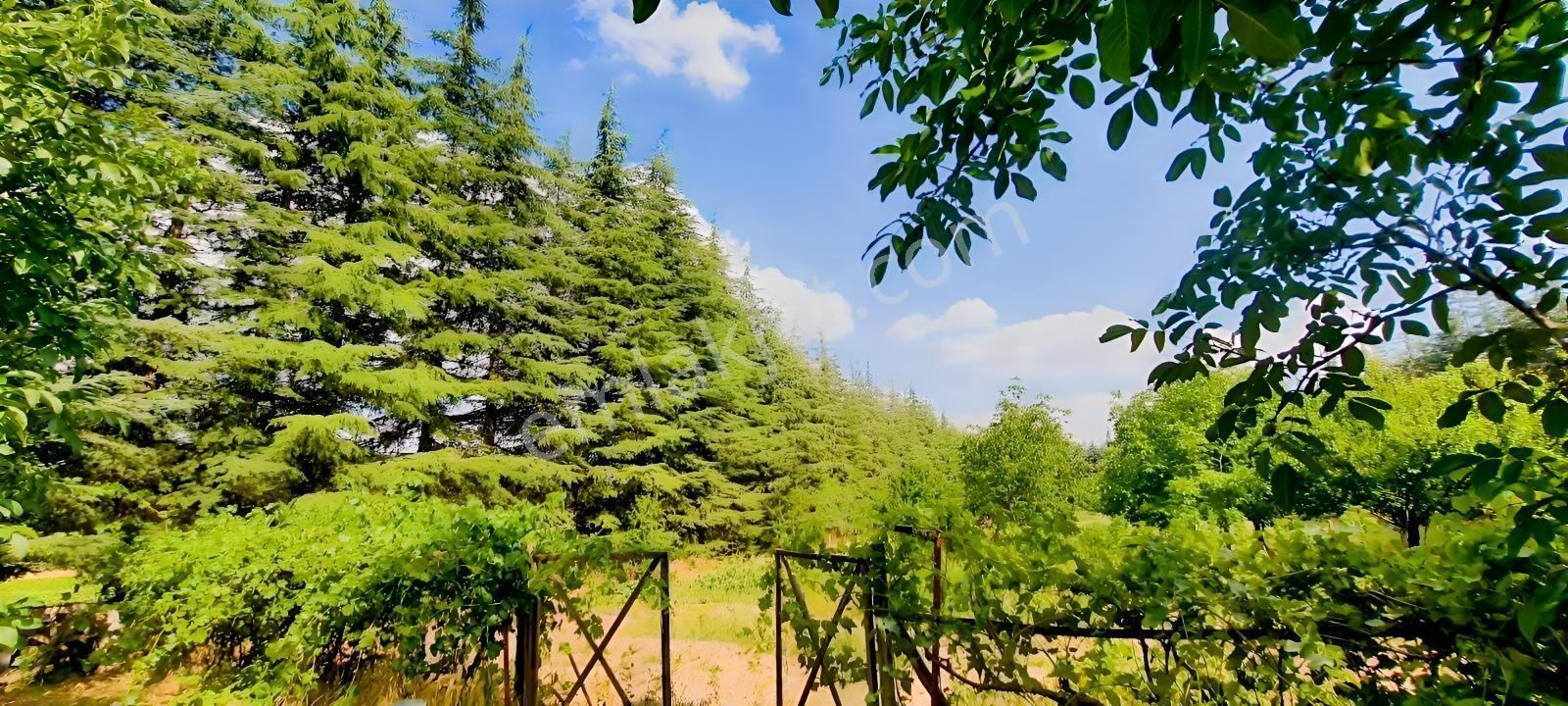 Ceviz Ve Çam Ağaçları Altında Havuzlu Muhteşem 6+2 Villa — fotoğraf 2