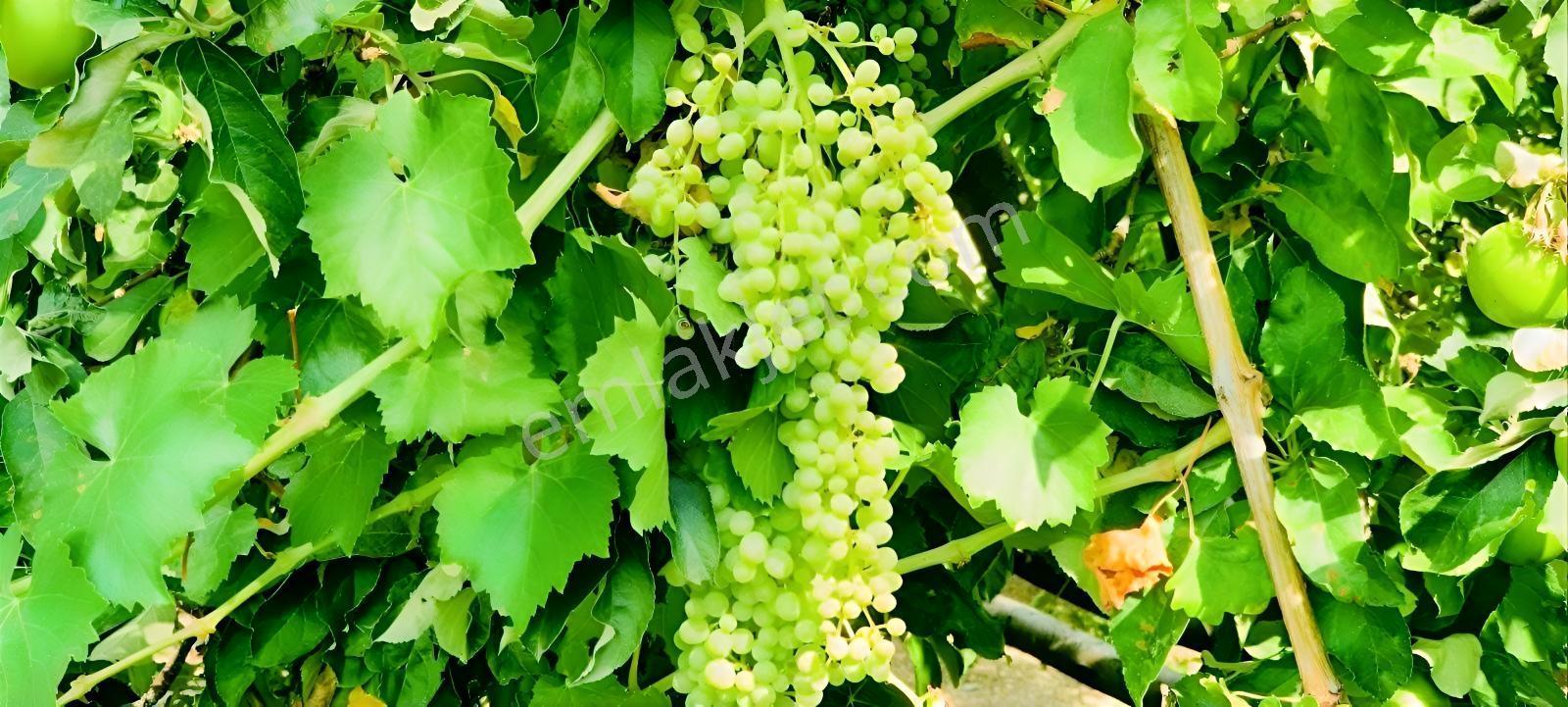 Ceviz Ve Çam Ağaçları Altında Havuzlu Muhteşem 6+2 Villa — fotoğraf 6