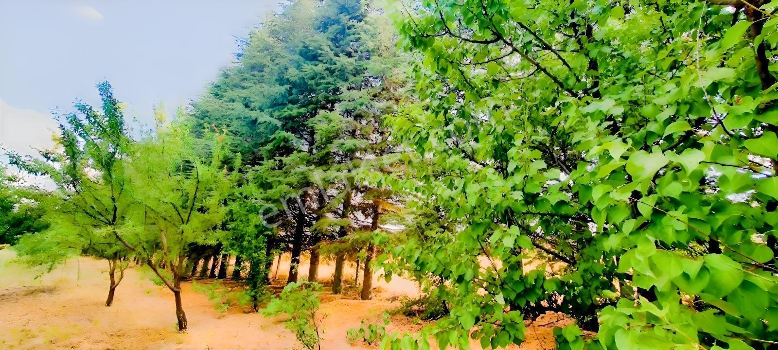 Ceviz Ve Çam Ağaçları Altında Havuzlu Muhteşem 6+2 Villa — fotoğraf 10