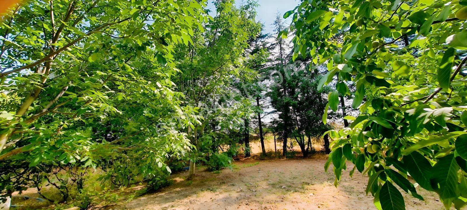 Ceviz Ve Çam Ağaçları Altında Havuzlu Muhteşem 6+2 Villa — fotoğraf 12