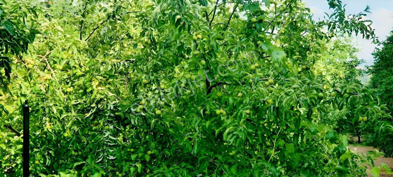 Ceviz Ve Çam Ağaçları Altında Havuzlu Muhteşem 6+2 Villa — fotoğraf 13