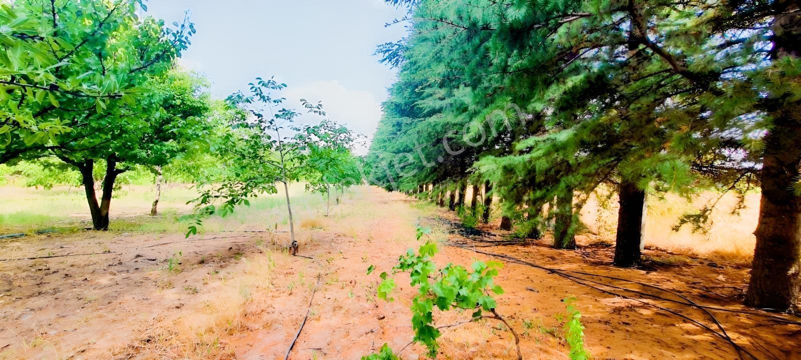 Ceviz Ve Çam Ağaçları Altında Havuzlu Muhteşem 6+2 Villa — fotoğraf 15