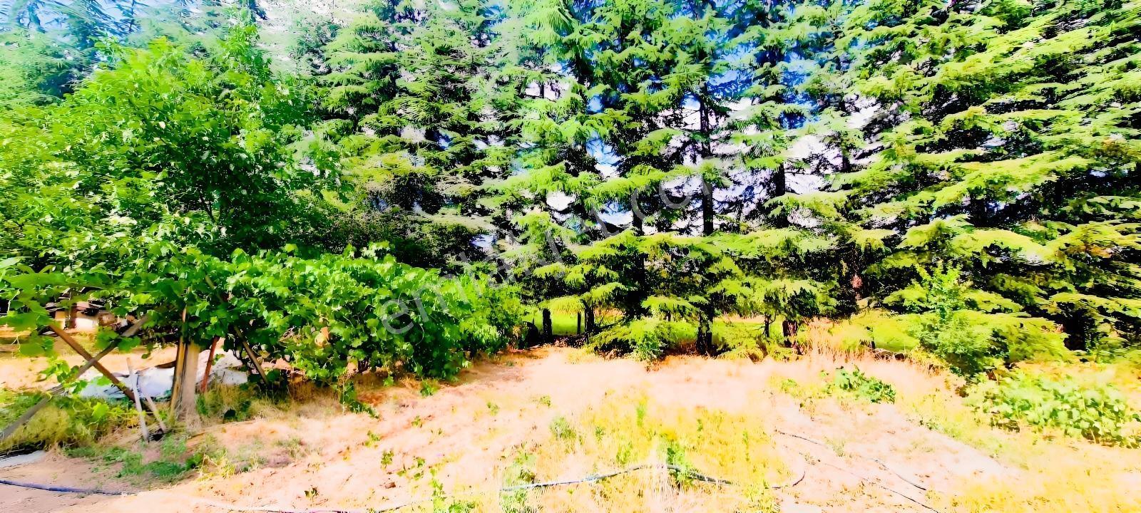 Ceviz Ve Çam Ağaçları Altında Havuzlu Muhteşem 6+2 Villa — fotoğraf 18
