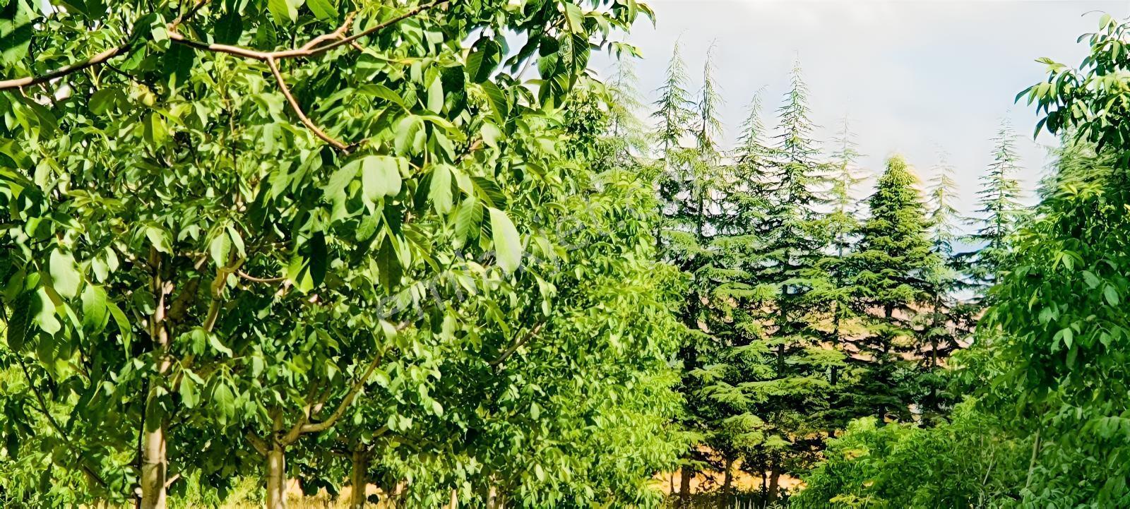 Ceviz Ve Çam Ağaçları Altında Havuzlu Muhteşem 6+2 Villa — fotoğraf 22