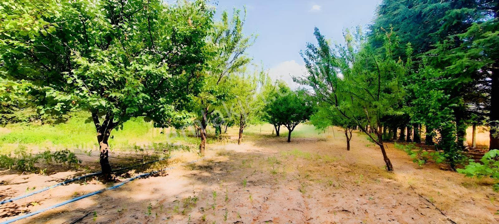 Ceviz Ve Çam Ağaçları Altında Havuzlu Muhteşem 6+2 Villa — fotoğraf 25