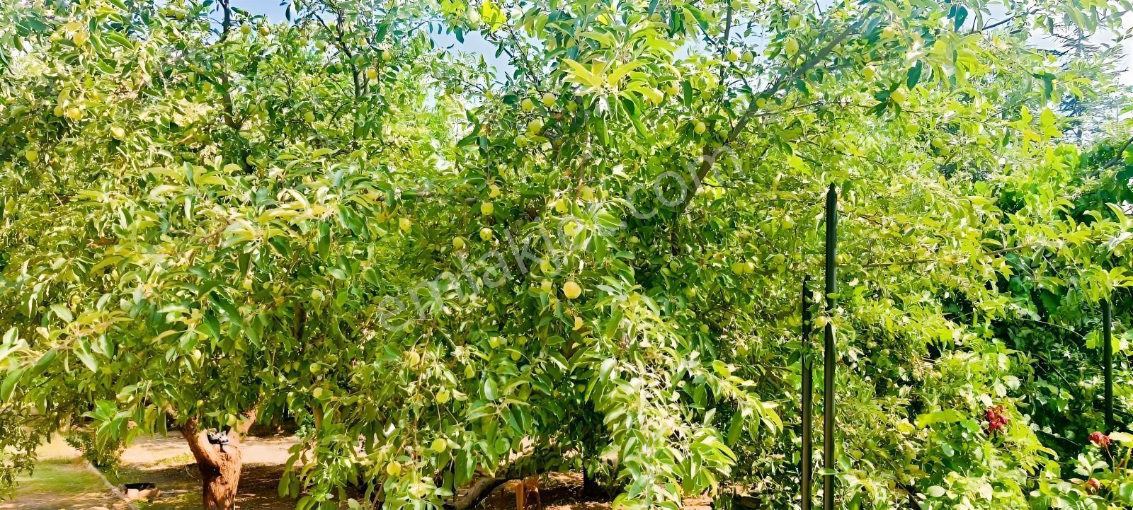 Ceviz Ve Çam Ağaçları Altında Havuzlu Muhteşem 6+2 Villa — fotoğraf 26