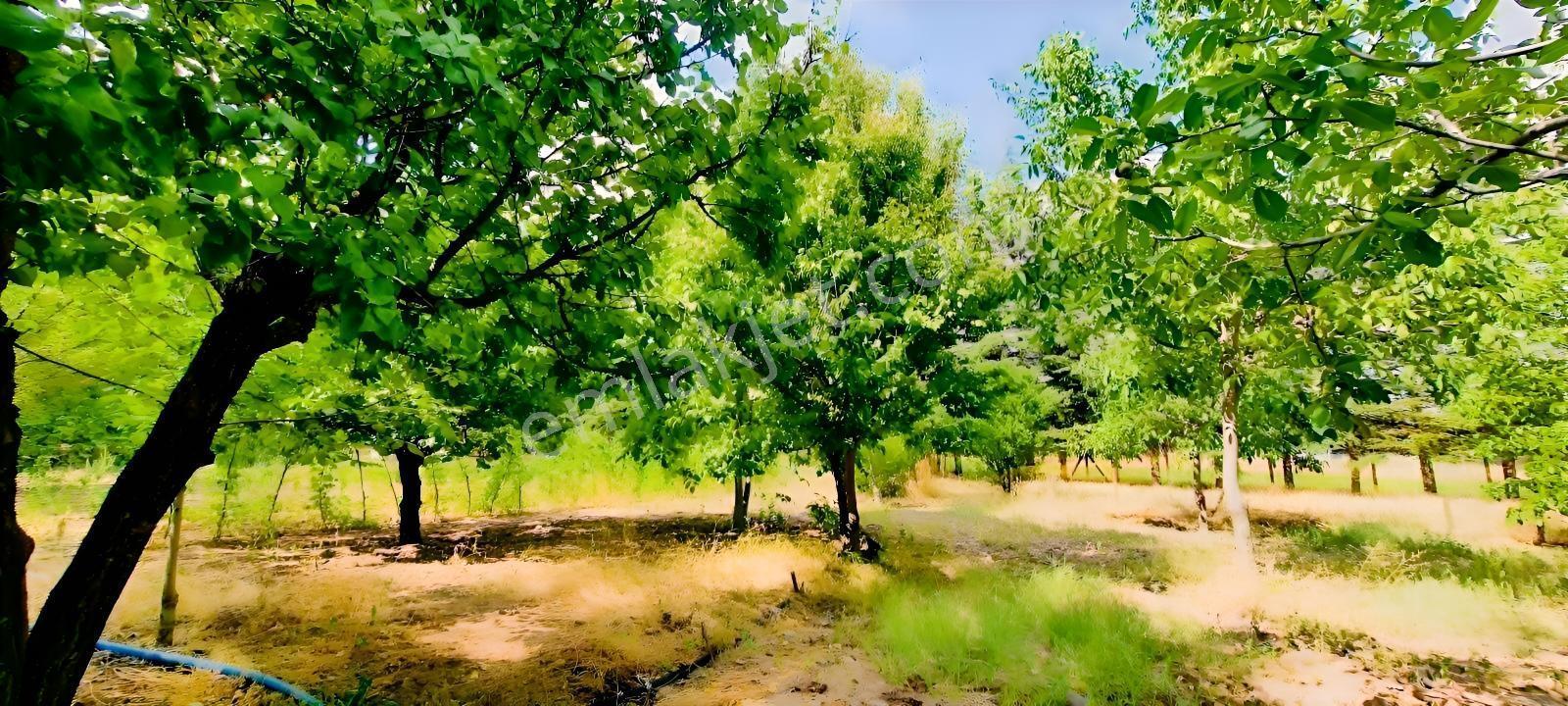 Ceviz Ve Çam Ağaçları Altında Havuzlu Muhteşem 6+2 Villa — fotoğraf 32