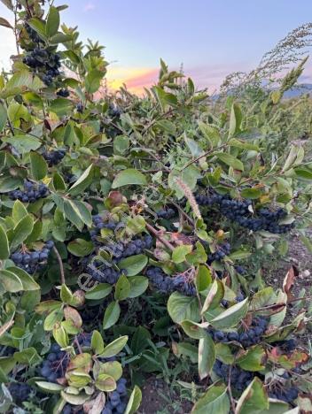 Durmaz Gayrimenkul'den Gündüzler'de Aronya Bahçesi — fotoğraf 7