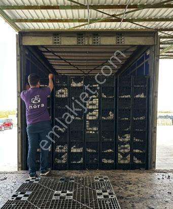 Durmaz Gayrimenkul'den Gündüzler'de Aronya Bahçesi — fotoğraf 13