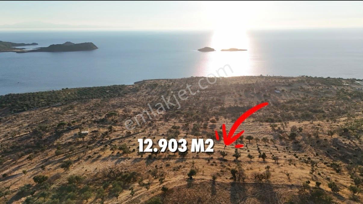 Denizköyde Kapanmaz Deniz Manzaralı Zeytinli Tarla — fotoğraf 2