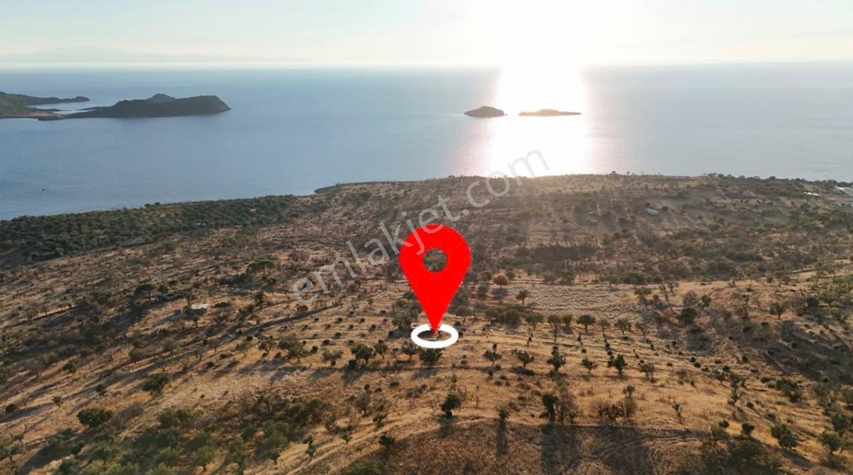 Denizköyde Kapanmaz Deniz Manzaralı Zeytinli Tarla — fotoğraf 3