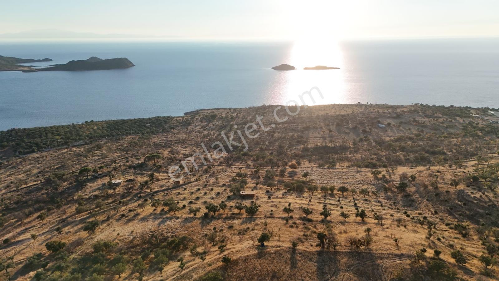 Denizköyde Kapanmaz Deniz Manzaralı Zeytinli Tarla — fotoğraf 4