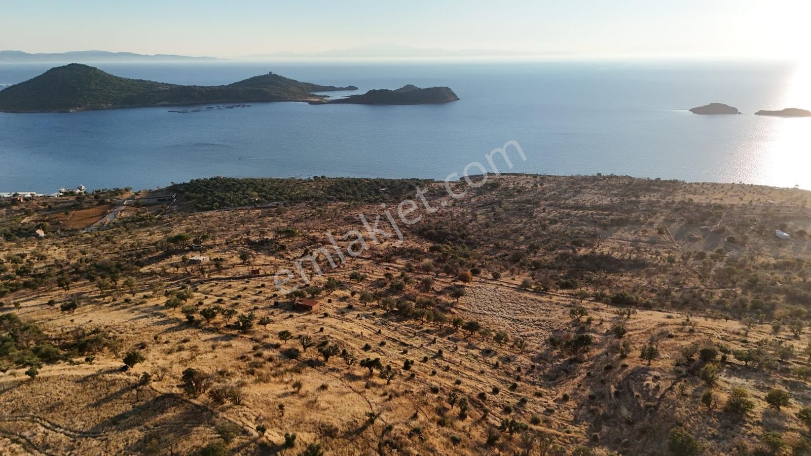 Denizköyde Kapanmaz Deniz Manzaralı Zeytinli Tarla — fotoğraf 5