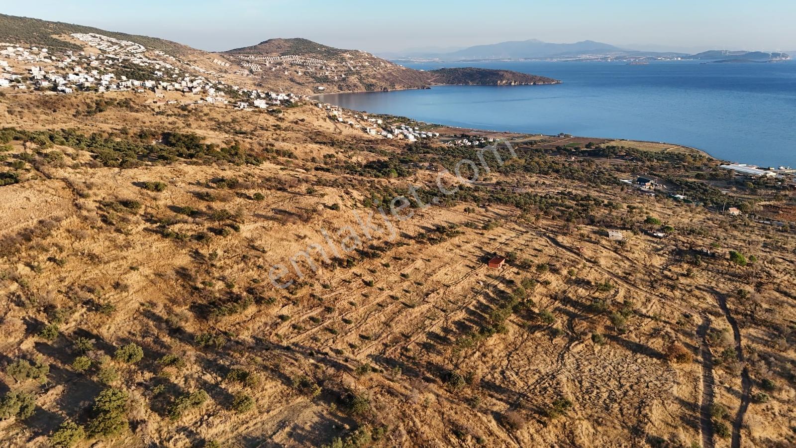 Denizköyde Kapanmaz Deniz Manzaralı Zeytinli Tarla — fotoğraf 6