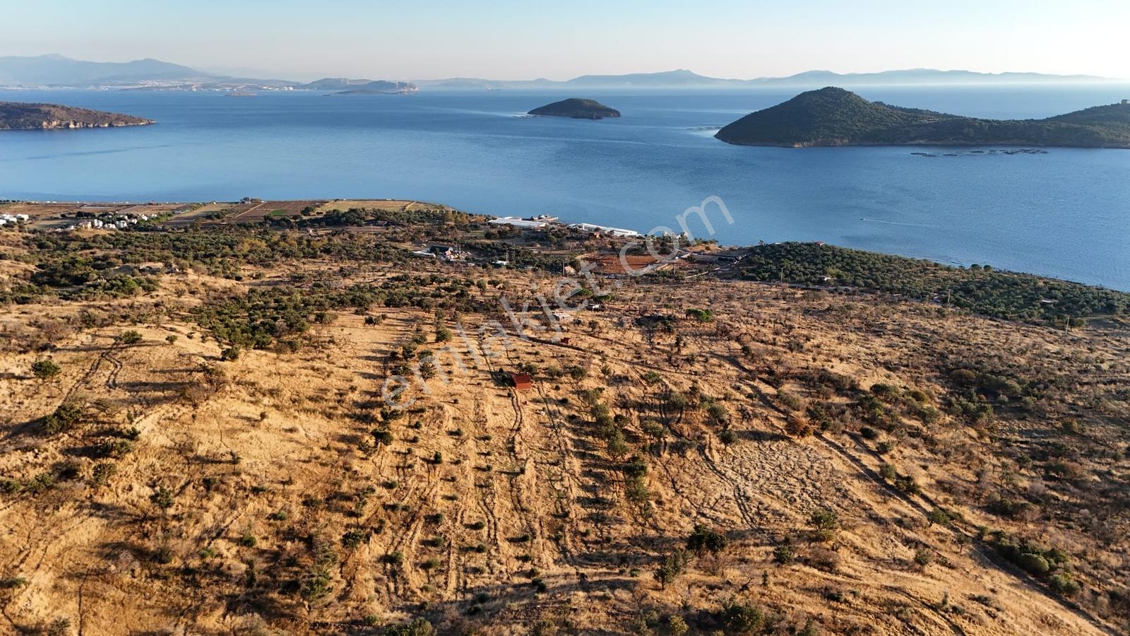 Denizköyde Kapanmaz Deniz Manzaralı Zeytinli Tarla — fotoğraf 7