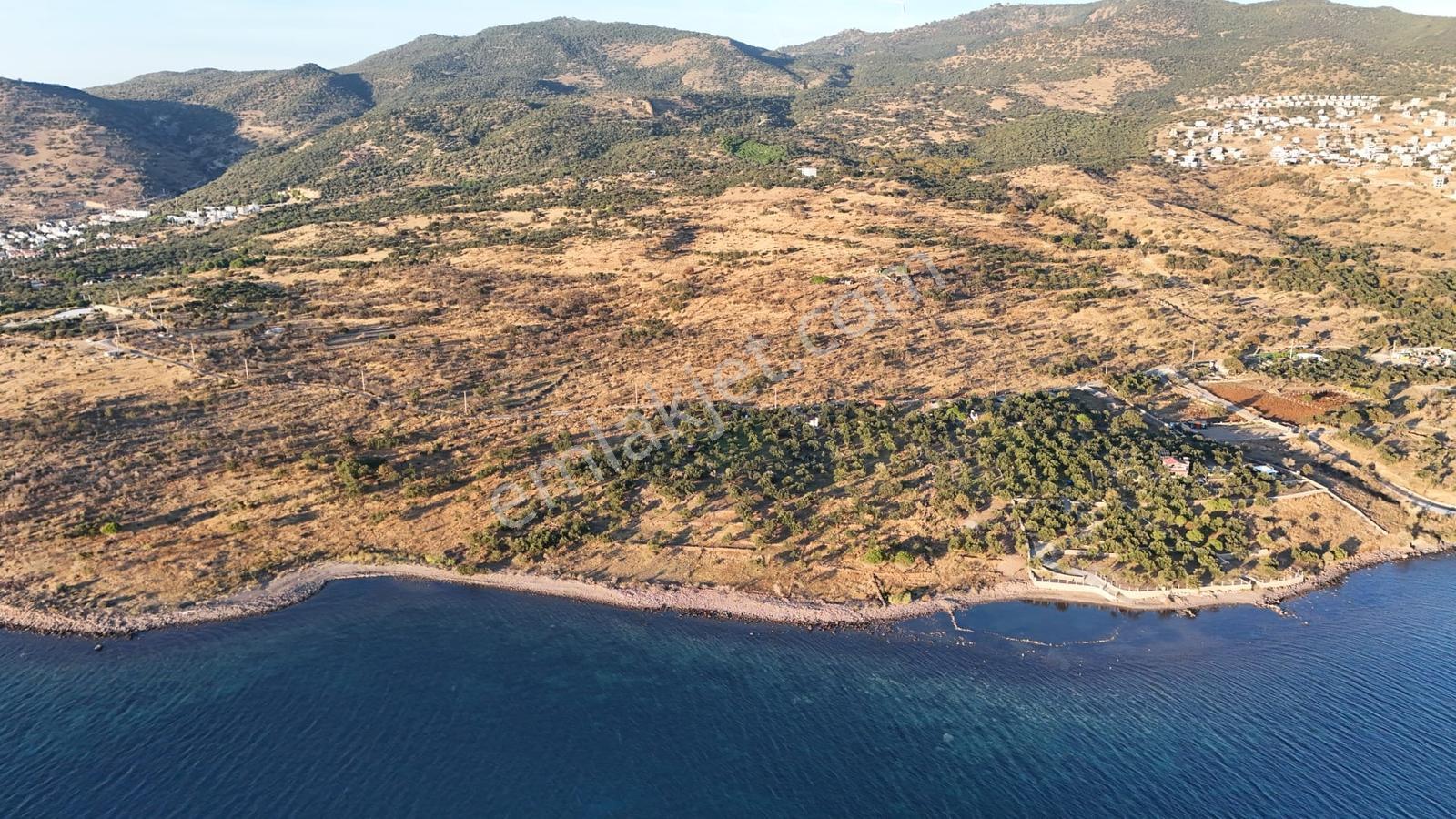 Denizköyde Kapanmaz Deniz Manzaralı Zeytinli Tarla — fotoğraf 8