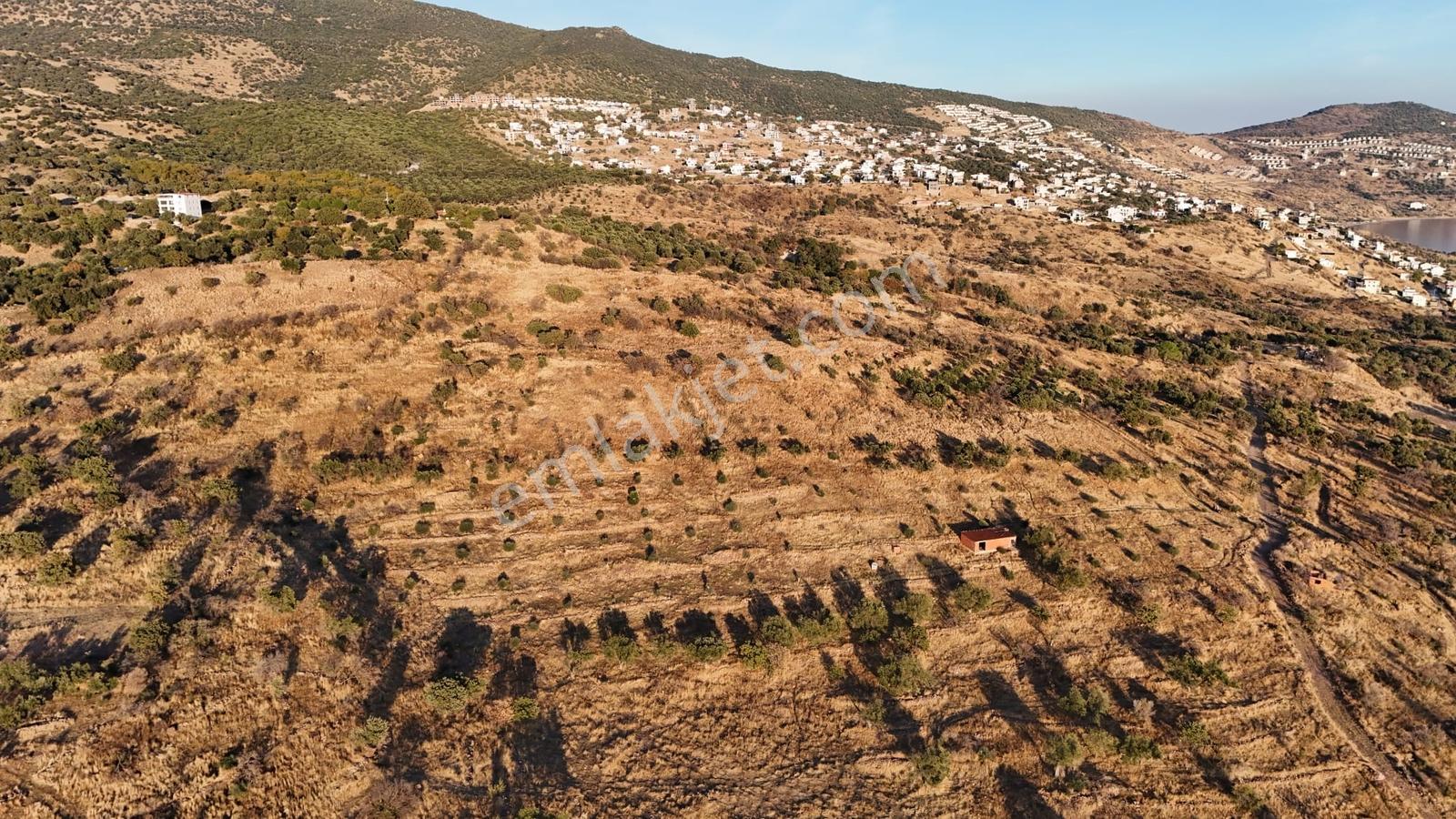 Denizköyde Kapanmaz Deniz Manzaralı Zeytinli Tarla — fotoğraf 9