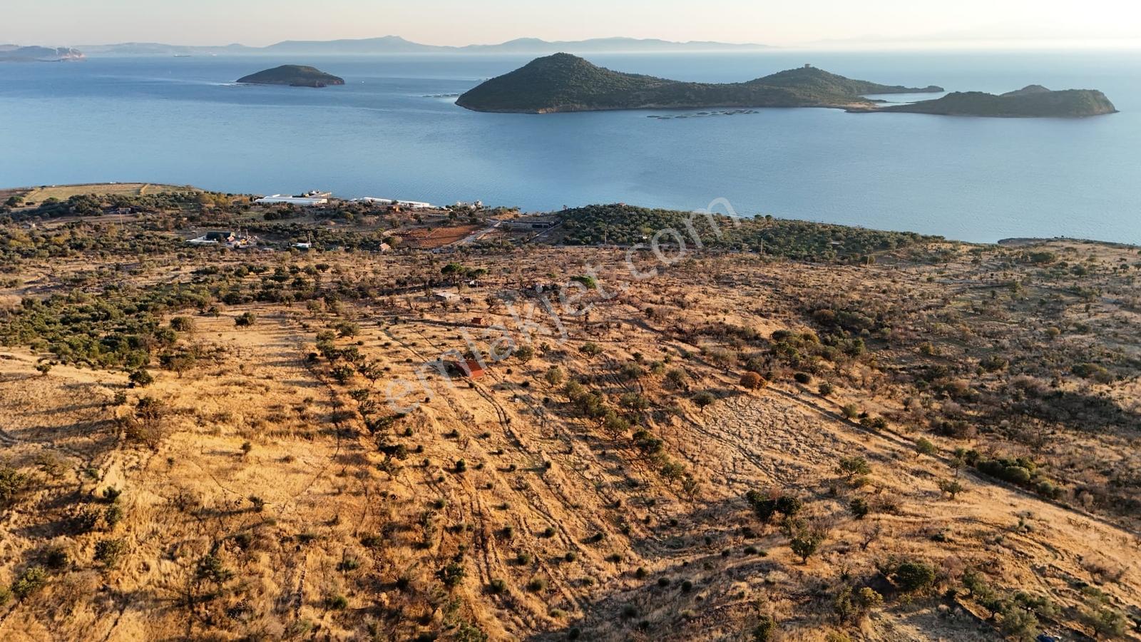 Denizköyde Kapanmaz Deniz Manzaralı Zeytinli Tarla — fotoğraf 10