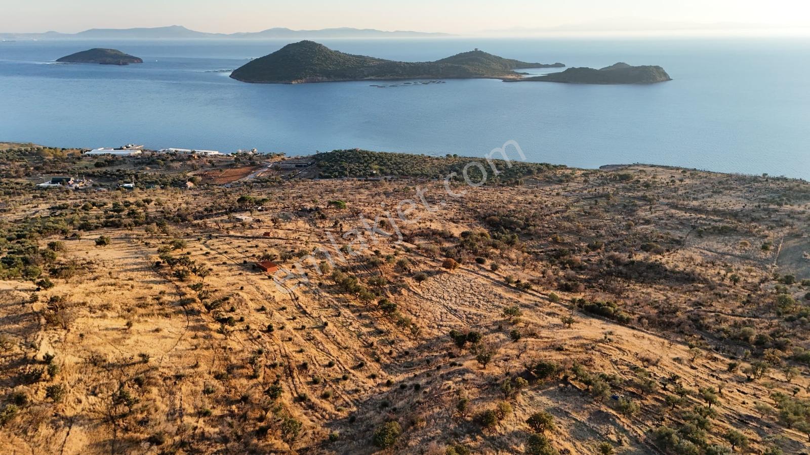 Denizköyde Kapanmaz Deniz Manzaralı Zeytinli Tarla — fotoğraf 11