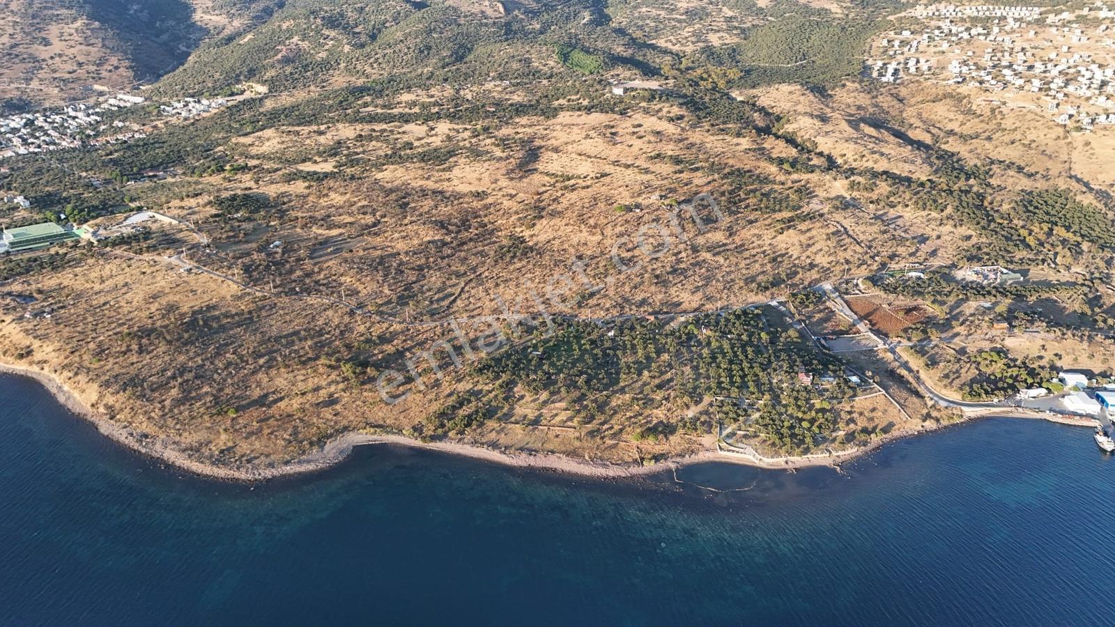 Denizköyde Kapanmaz Deniz Manzaralı Zeytinli Tarla — fotoğraf 12