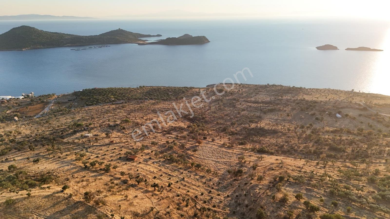 Denizköyde Kapanmaz Deniz Manzaralı Zeytinli Tarla — fotoğraf 13