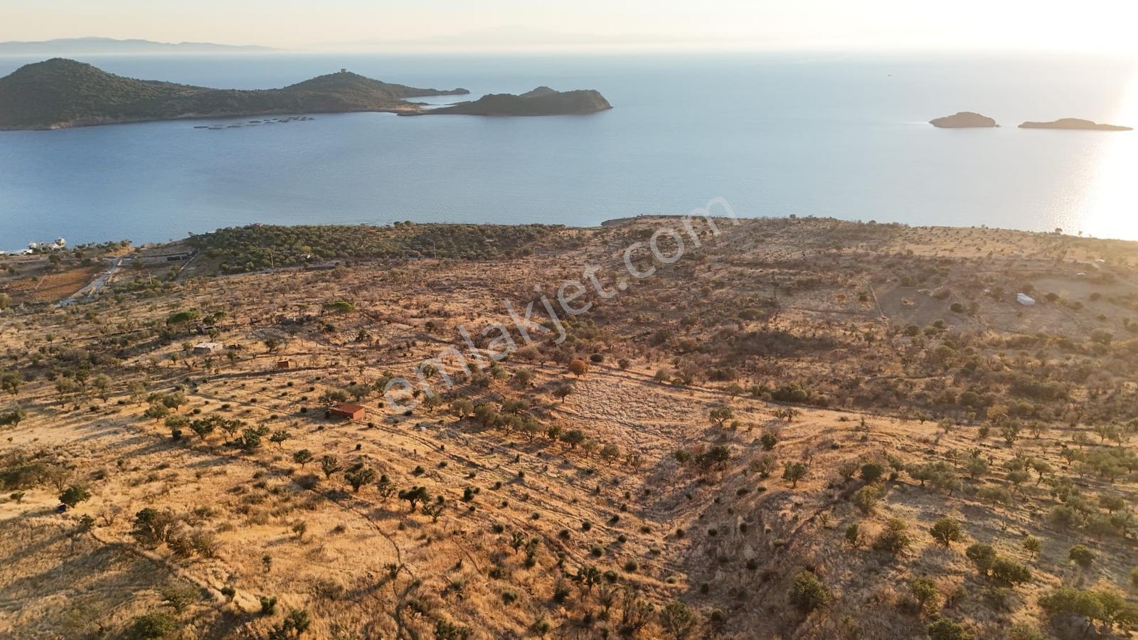 Denizköyde Kapanmaz Deniz Manzaralı Zeytinli Tarla — fotoğraf 14