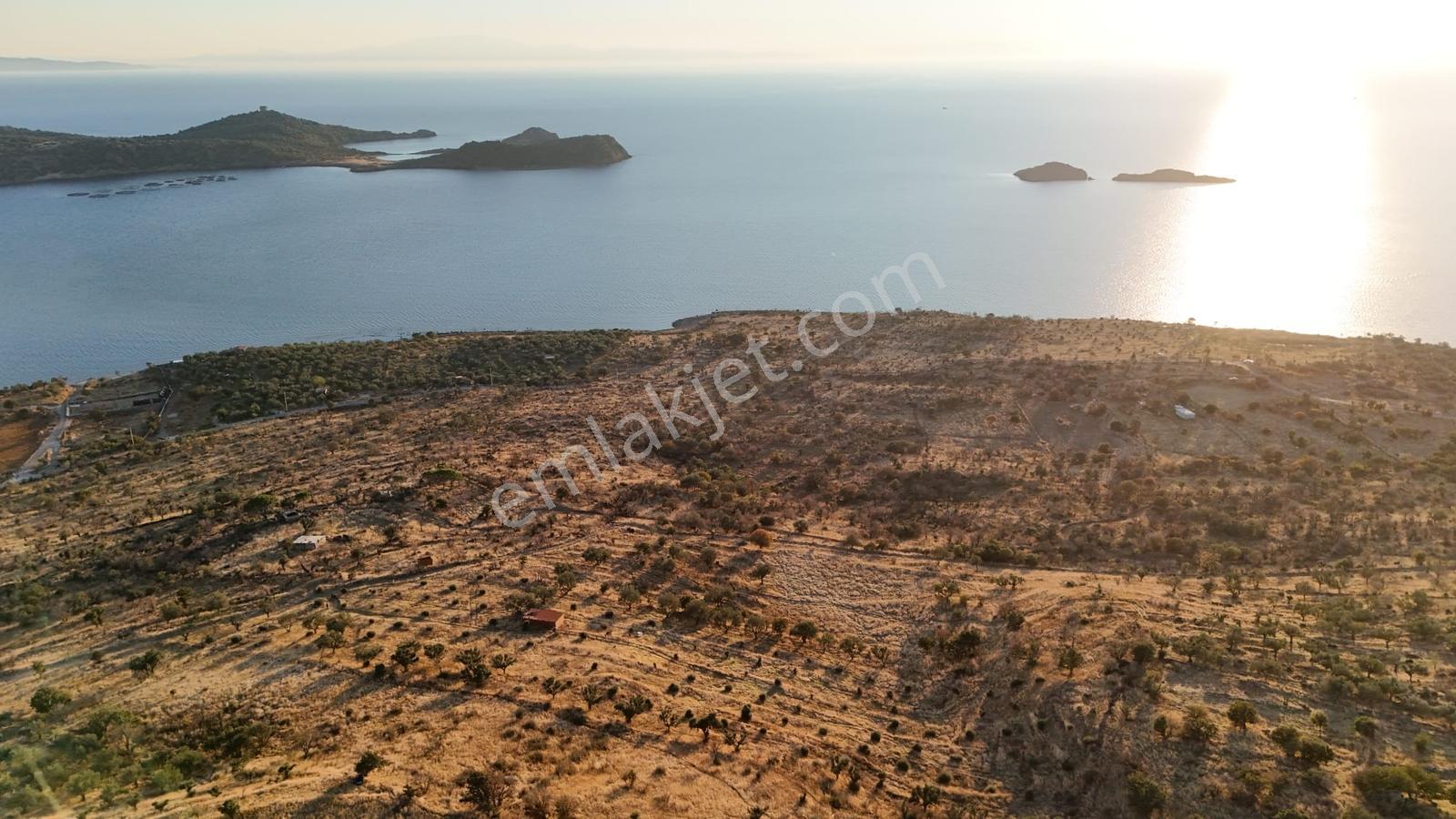 Denizköyde Kapanmaz Deniz Manzaralı Zeytinli Tarla — fotoğraf 15