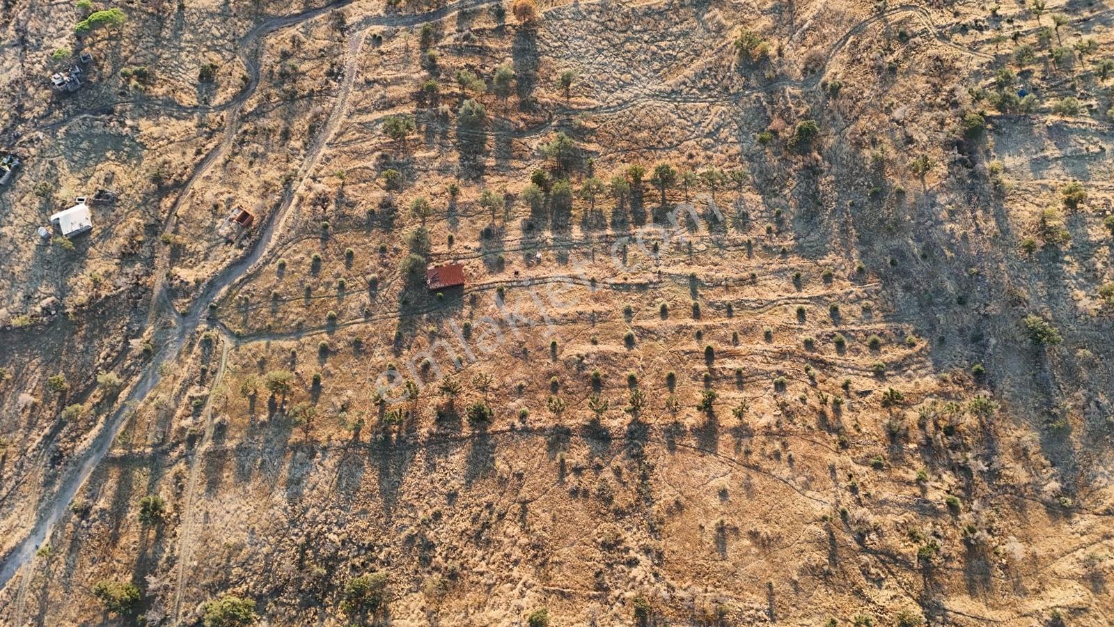 Denizköyde Kapanmaz Deniz Manzaralı Zeytinli Tarla — fotoğraf 16
