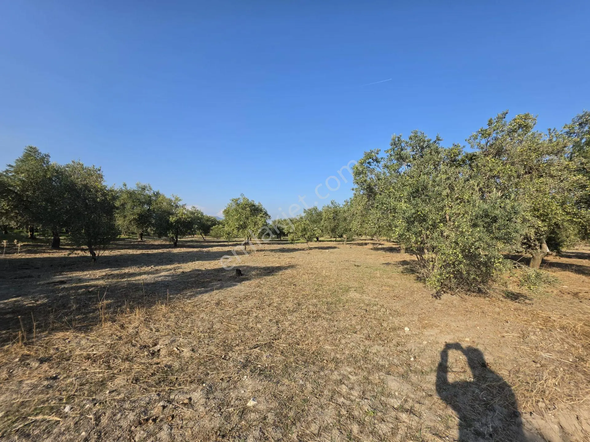 Akhisar Bünyani Osmaniye'de 2.800 M² Satılık Zeytinlik – Yatırım Fırsatı! — fotoğraf 2