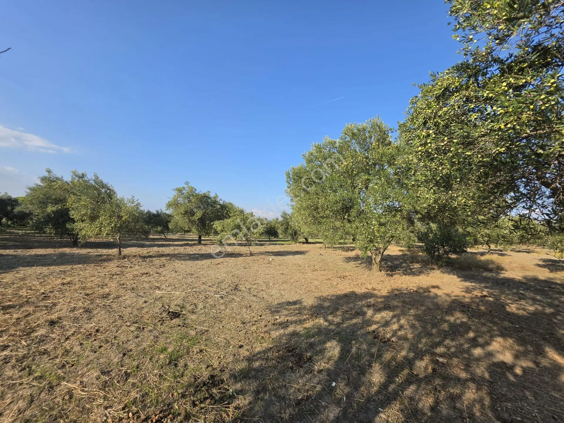 Akhisar Bünyani Osmaniye'de 2.800 M² Satılık Zeytinlik – Yatırım Fırsatı! — fotoğraf 3