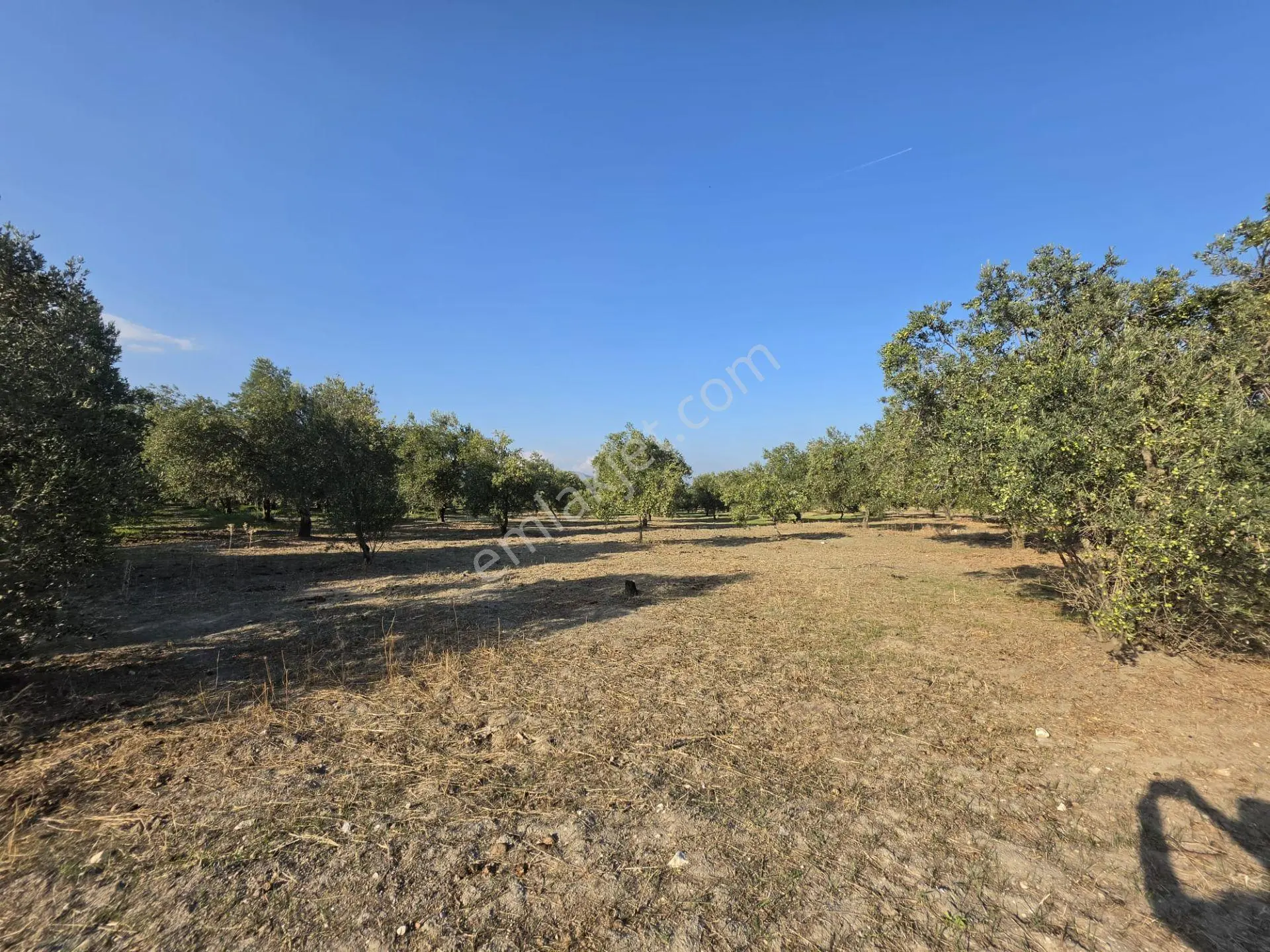 Akhisar Bünyani Osmaniye'de 2.800 M² Satılık Zeytinlik – Yatırım Fırsatı! — fotoğraf 4