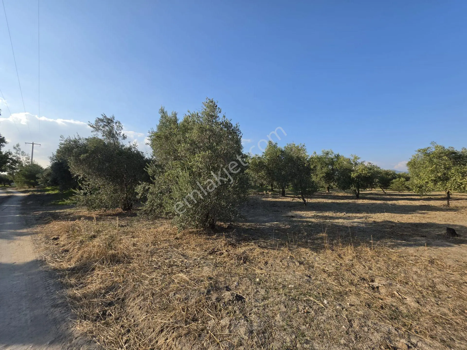 Akhisar Bünyani Osmaniye'de 2.800 M² Satılık Zeytinlik – Yatırım Fırsatı! — fotoğraf 5